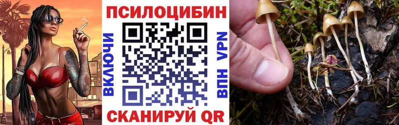 Псилоцибиновые грибы Psilocybe  сколько стоит  Истра 